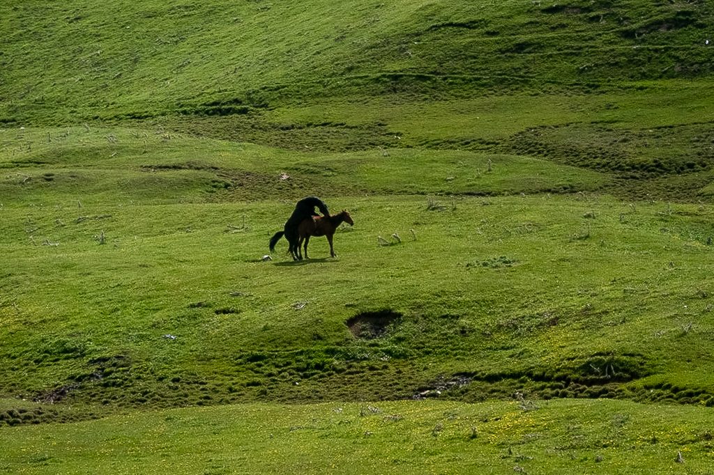 Even the horses were havin' a great time over the border!